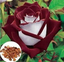 Rose Rosa Hybrida Osiria Ruby Rare Seeds for seasonal color across the Garden Bouquets