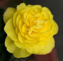 Begonia Tuberous Non Stop yellow flower Seeds for colorful blooms in the continuous blooming pots