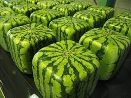 Watermelon Harvest for planting in home garden.