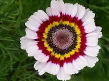 Painted Daisy Mix Seeds (Tanacetum coccineum) for growers filling out the Flower Cottage Garden