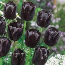 Plant Seeds (Double tulip) for growers filling out the garden beds or colorful balcony planters