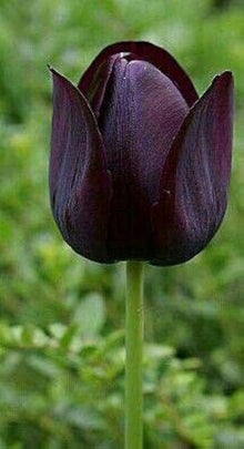 Double Early Tulip Bulbs for seasonal color across the Schoo Variety Spring Flower Beds
