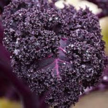 Kale Zier seeds