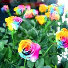 Rose Rosa Hybrida Seeds prized for home Fragrant Landscaping