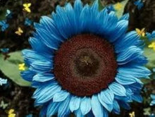 Easy-to-grow bright sunflower seeds