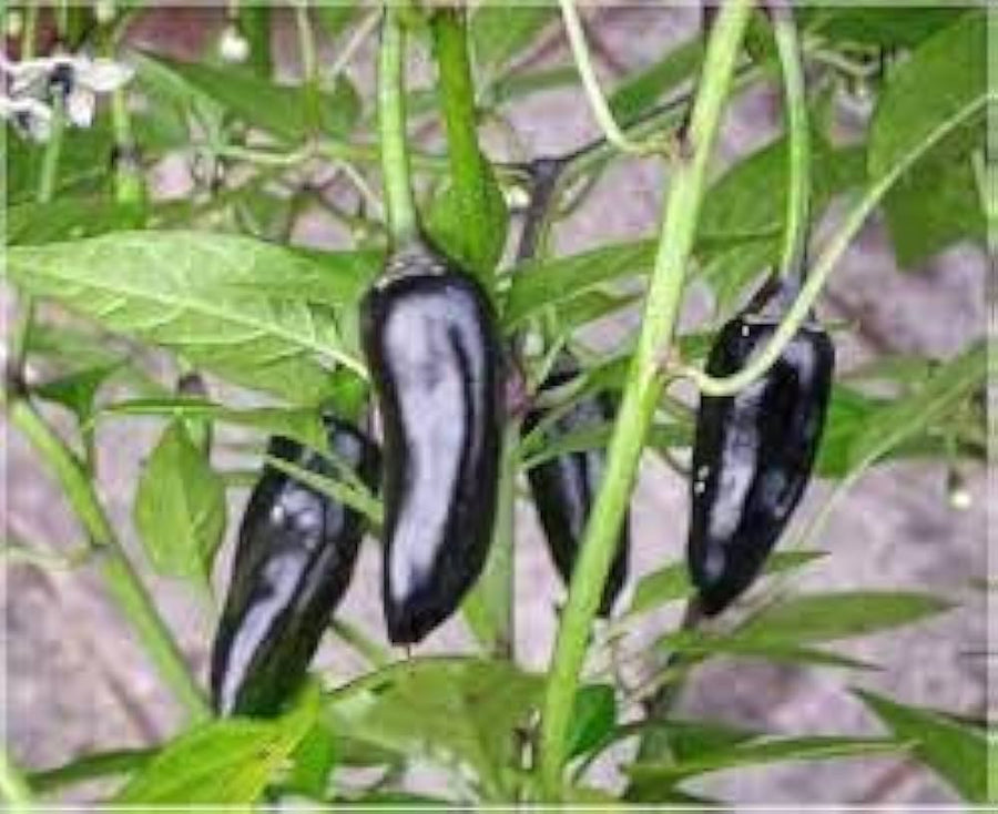 Chile Pepper Seeds (Capsicum chinense) for a fresh homegrown crop from the Naglah Brown in Home Garden