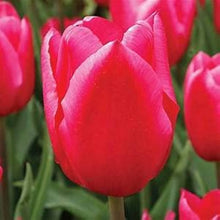 Tulip Tulipa Gesneriana Double Seeds for colorful blooms in the Spring Home Garden Displays