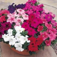 Prism Dewberry Sundae Petunia Seeds for a bright addition to the Beautiful Garden Blooms