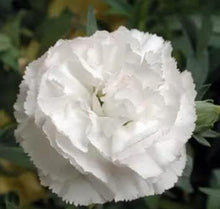 Superbus White Carnation Seeds for gardeners building out beds and borders