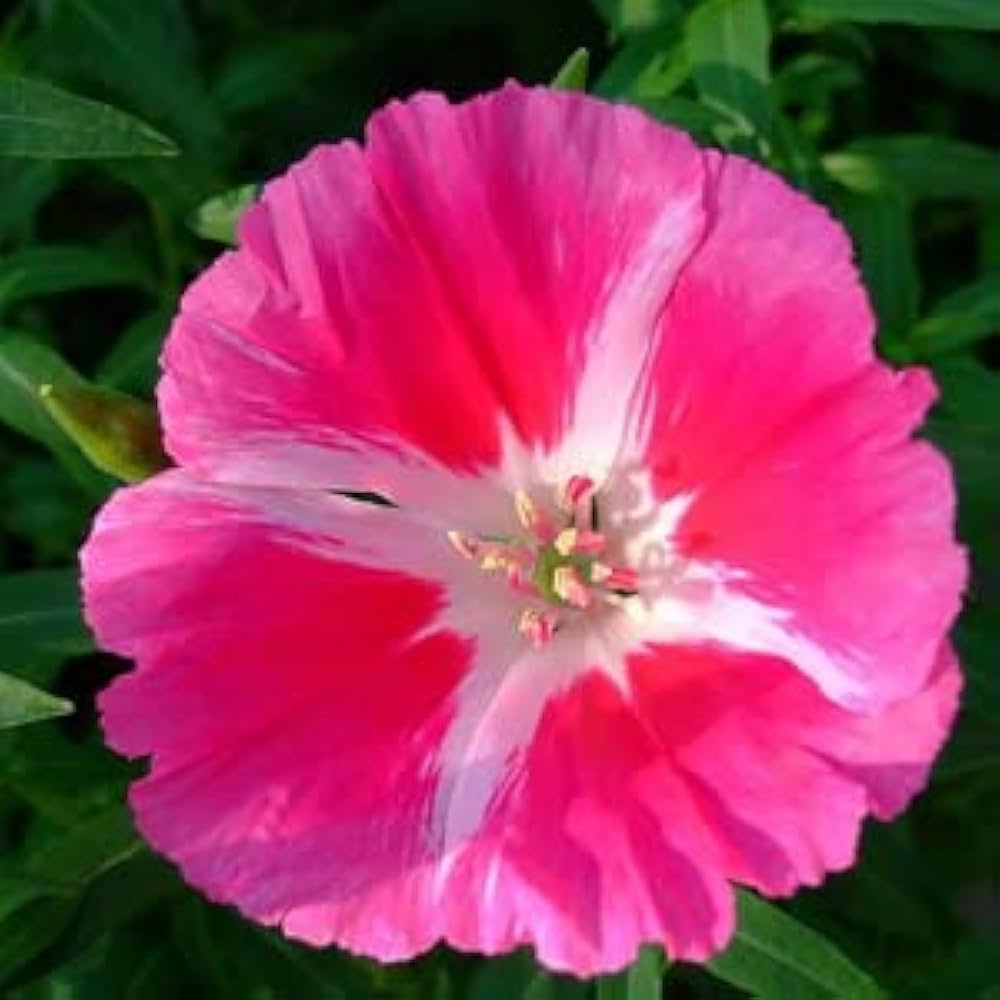Godetia Double Mix Garden Seeds