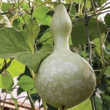 Purple Martin Birdhouse Gourd Seeds (Lagenaria siceraria) for productive rows in the ornamental and vertical garden use