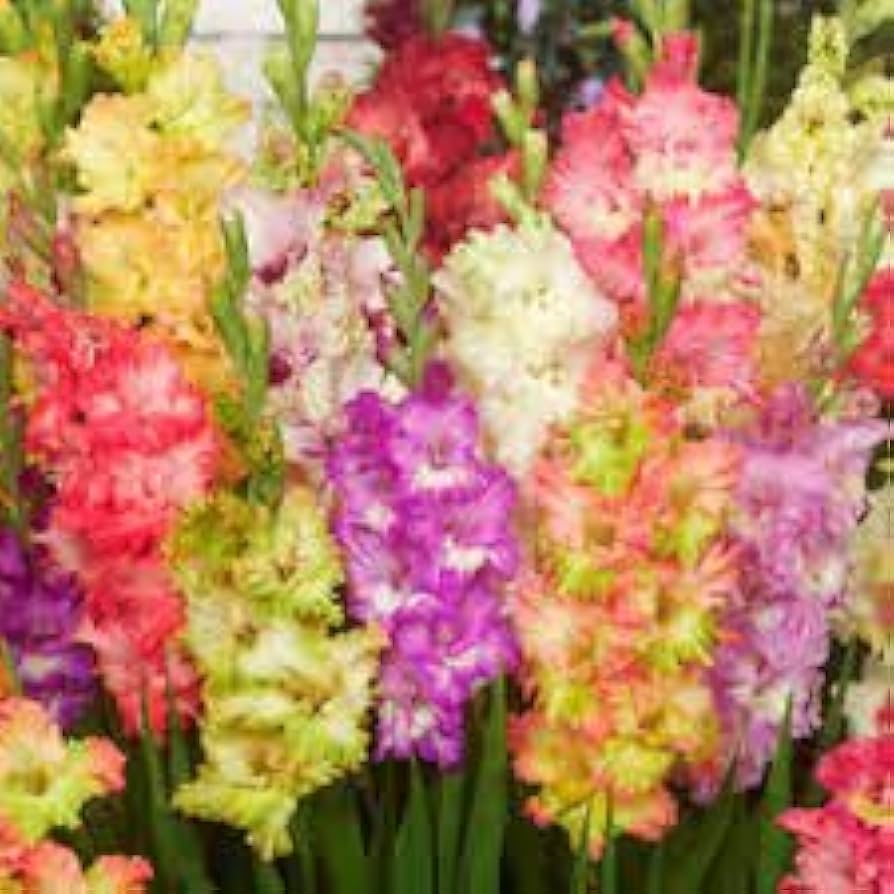 Gladiolus Flower ��������� Gladiolus spp. ��������� for planting in yellow red garden