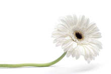 Plant Seeds (Gerbera daisy) for growers filling out the home garden landscapes