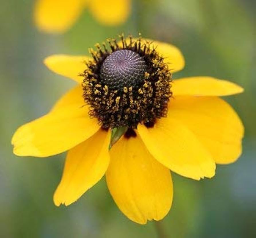 Yellow Clasping Coneflower Rudbeckia hirta Seeds for planting in flower bed
