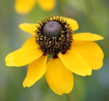 Yellow Clasping Coneflower Rudbeckia hirta Seeds for planting in flower bed
