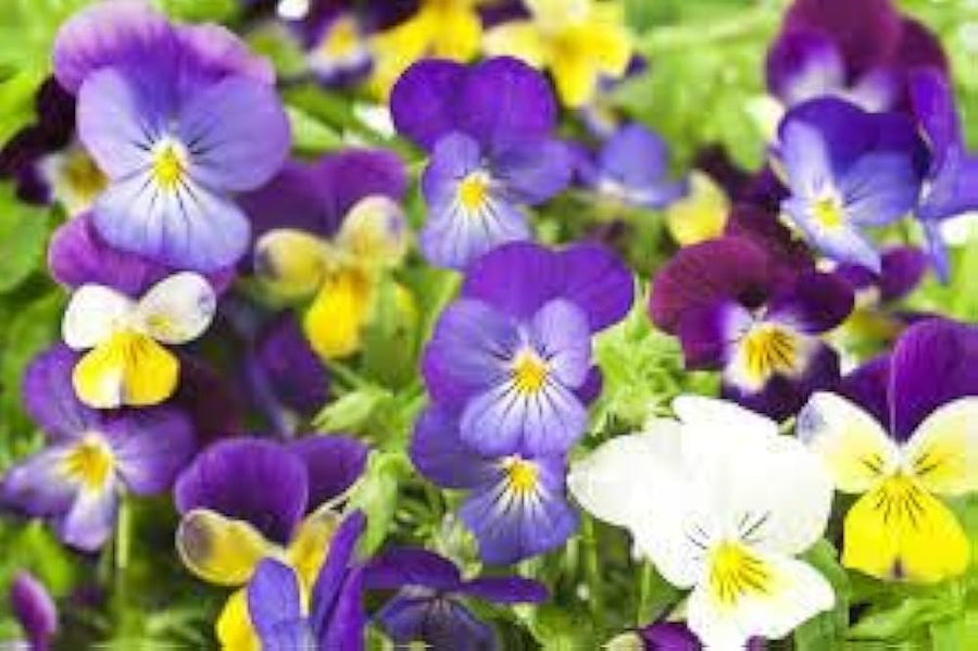 Pansy Swiss Giants Early Blooming Colorful Seeds for reliable seasonal color