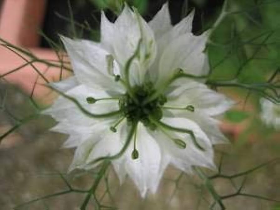 White Love-in-a-Mist Nigella damascena for planting in cottage garden