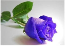 Blue Rose Seeds for a colorful addition to any planting