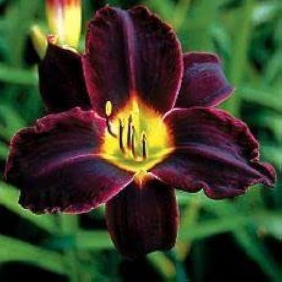 Daylily red and purple mix flower seeds