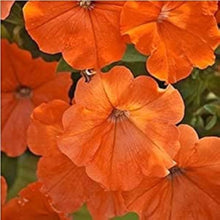 Petunia Seeds for reliable seasonal color