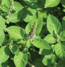 Holy Basil Seeds (Ocimum tenuiflorum) for a fragrant addition to the Herb Balcony Pots