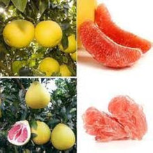 Pomelo Seeds (Citrus maxima) for a homegrown harvest from the home gardens