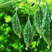 Bitter Melon Seeds (Momordica charantia) for growers stocking the urban gardens and raised beds