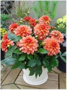 Dahlia Dahlia spp. Seeds for planting in flower bed