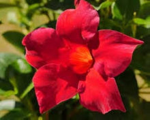 Mandevilla Sanderi Seeds for reliable seasonal color