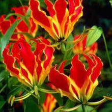 Gloriosa Lily Seeds (Gloriosa superba) for a lasting display in the Flower Bed