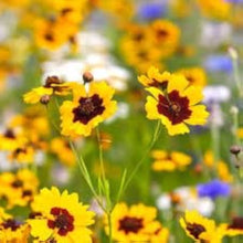 Coreopsis Rosea Coreopsis Rosea Seeds for reliable seasonal color