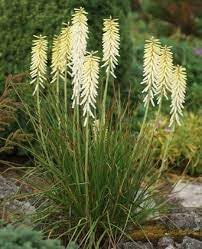 Red Hot Poker Seeds (Kniphofia uvaria) for colorful blooms in the sunny garden borders