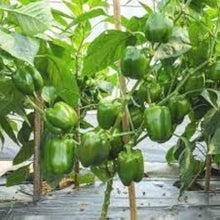 Cedrino Hot Pepper Seeds (Capsicum annuum) prized among growers for high-Yield Kitchen Gardening