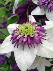 Mixed Clematis Seeds (Clematis spp.) for growers seeking a long-blooming display