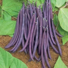 Bean “Purple King Climbing” Seeds for growers stocking a kitchen garden