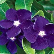 Blue Vinca Seeds for a lasting display in the Garden Borders