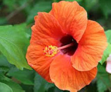 Hibiscus Exotic Coral Seeds (Hibiscus rosa-sinensis) for colorful blooms in the Flower Bed