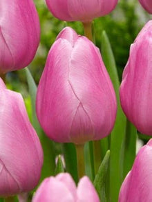 Tulip Seeds (Tulipa gesneriana) for colorful blooms in the spring garden or decorative beds