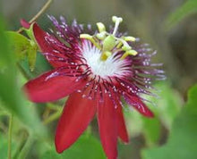 Pink Passion Seeds for a homegrown harvest from the Colorful Gardens