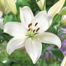 Lily Lilium Hybrida Seeds for colorful blooms in the Home Garden Seasonal Blooms