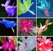 Cactus Schlumbergera Truncatus Zygocactus Bonsai Flower Seeds for Planting – Ideal for Indoor Bonsai and Holiday Decor