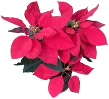 Poinsettia Red Euphorbia Pulcherrima Flower - for planting in home garden