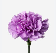 Rare Carnation Seeds (Dianthus caryophyllus) for colorful blooms in the Flower Bed & Home Garden