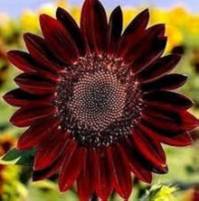 Heirloom Helianthus Sunflower Seeds for a productive addition to the vegetable patch