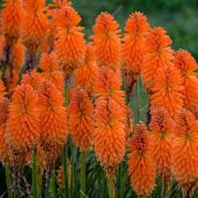 Red Hot Poker Seeds (Kniphofia uvaria) for colorful blooms in the sunny garden borders