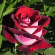Black Edge Rose Rosa Spp. Seeds for reliable seasonal color