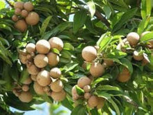 Nageia Nageia Seeds for a bright addition to the Urban Garden & Flower Bed