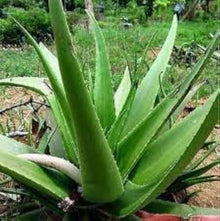 Aloe Vera Fresh Seeds for easy-care planting in the Green Yellow Garden Planting