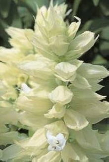 White Salvia Vista Seeds for growers filling out the Summer Flower Beds Window Boxes