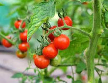 Dad's Sunset Tomato Seeds (Solanum lycopersicum) for productive rows in the heirloom tomatoes with rich, sweet flavor in vegetable gardens